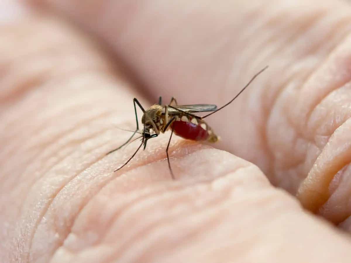 Chikungunya, quali sono i rischi della malattia trasmessa dalle zanzare