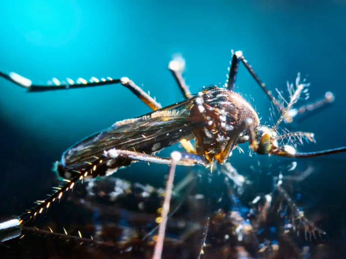 Zanzare tigre, come riconoscerle