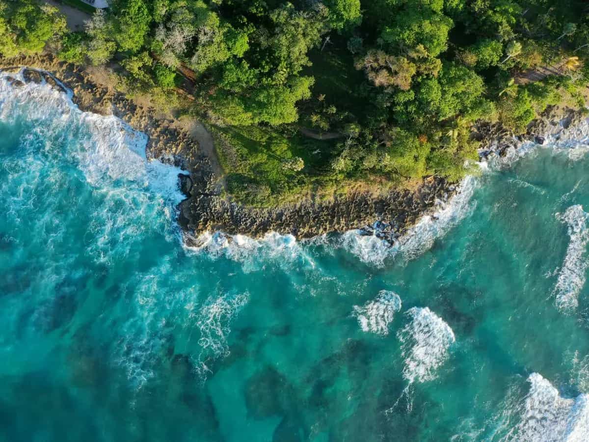 Fotosintesi, la lotta tra foreste e oceani per salvare la Terra