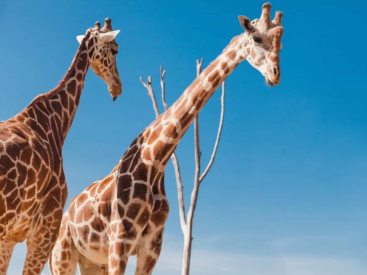 Giraffa africana, non ne esiste una sola specie ma quattro