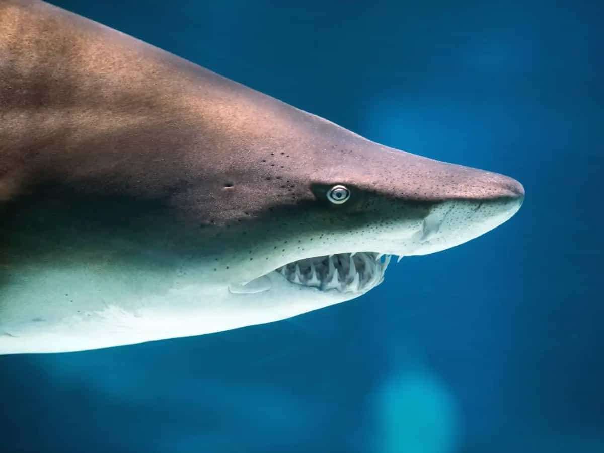 Gli squali perderanno i denti a causa della crisi climatica