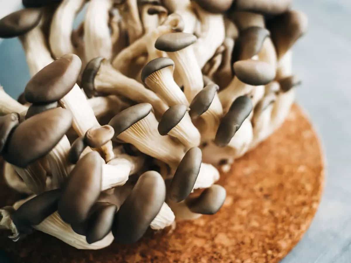 Funghi, proprietà e benefici