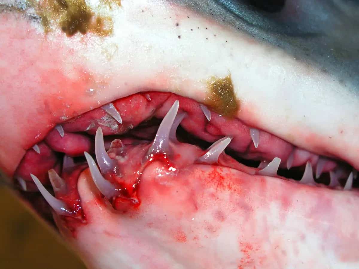 Squali fantasma, ora si fanno crescere anche dei denti sulla fronte