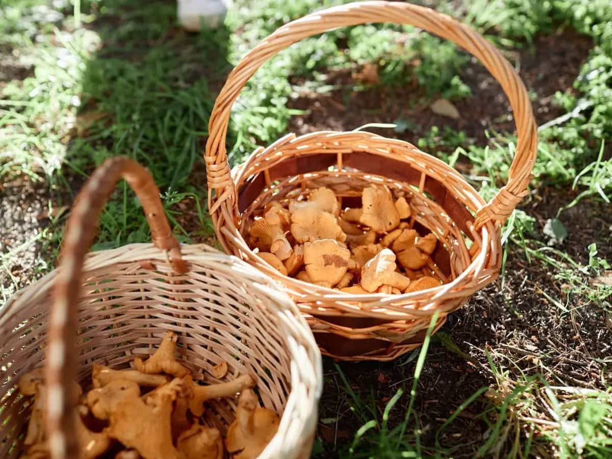 Funghi commestibili, quali sono i più diffusi in Italia