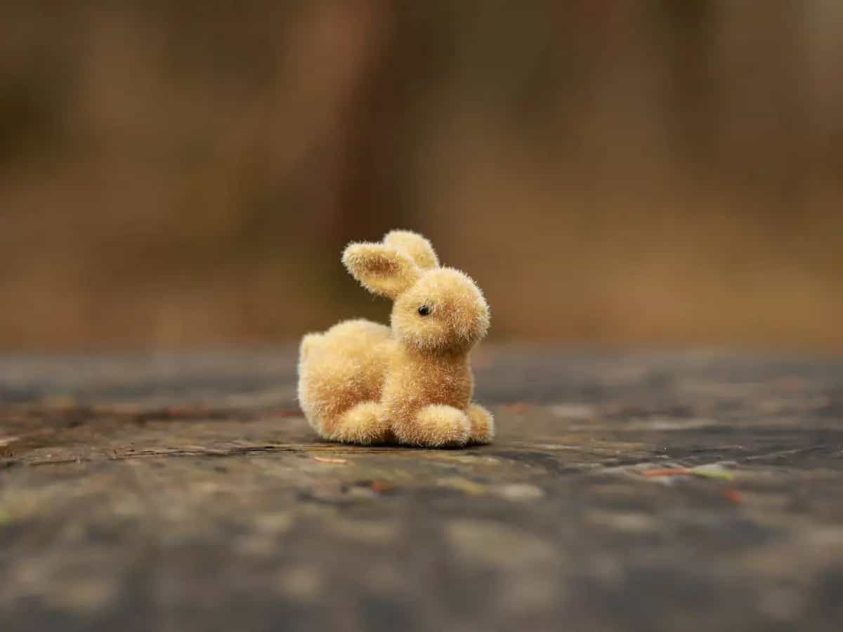 Conigli robot, così la Florida combatte l’invasione di pitoni