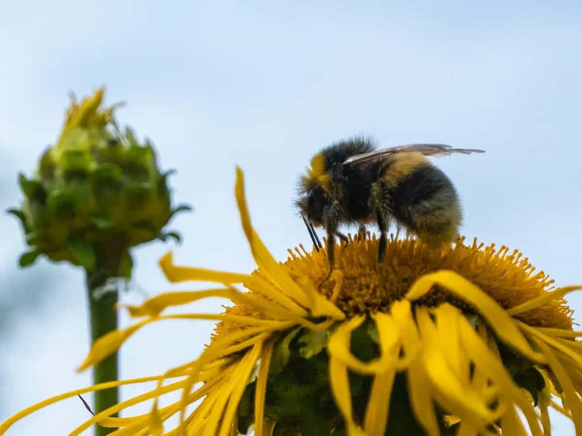 I bombi hanno imparato il codice Morse, ecco cosa vuol dire