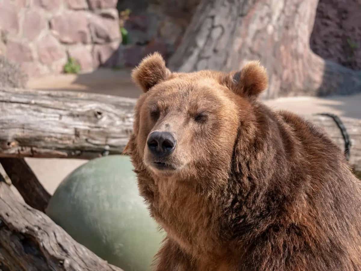 L’orso marsicano è sempre meno aggressivo