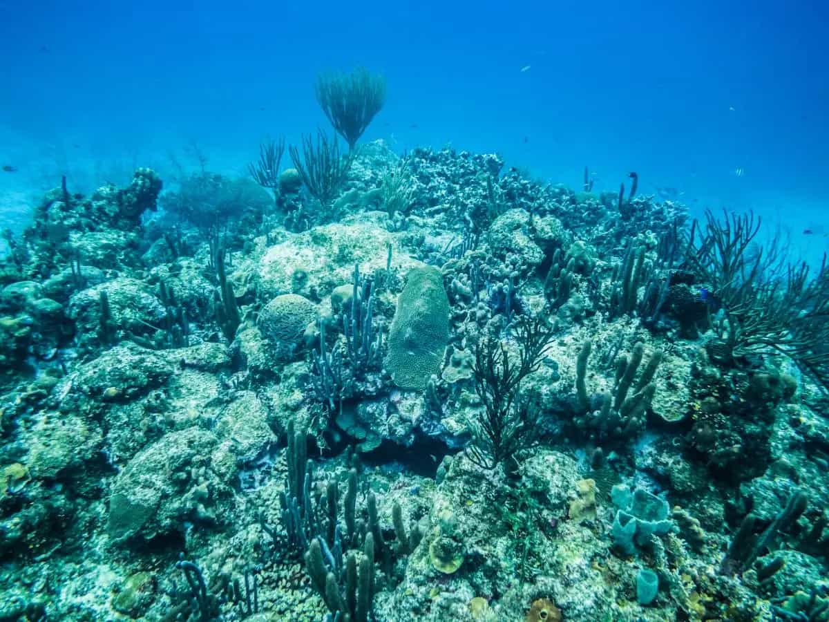 Caraibi, la moria di coralli è senza precedenti