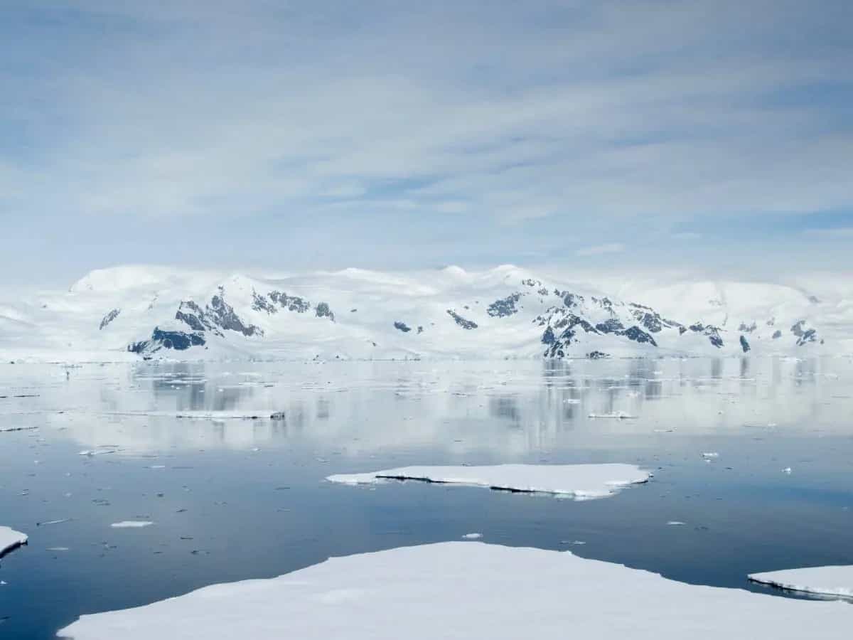 Microplastiche, l’unico insetto dell’Antartide ne presenta tracce