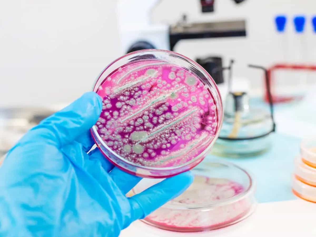 Batteri, la resistenza agli antibiotici è collegata anche ai ghiacci