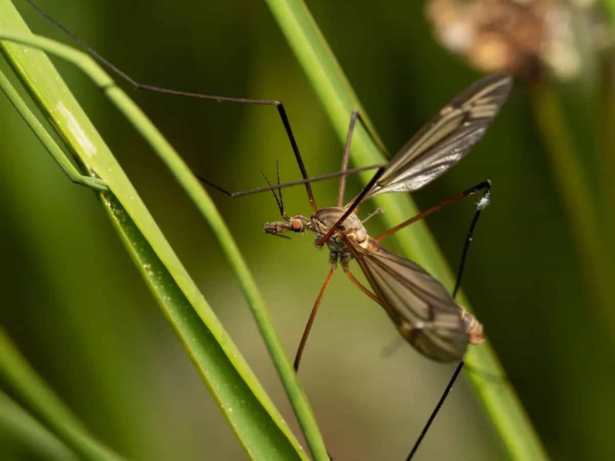Calo di biodiversità, tra le conseguenze zanzare sempre più aggressive