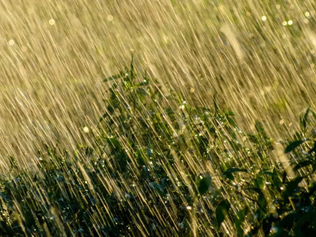 Cosa sono le piogge acide