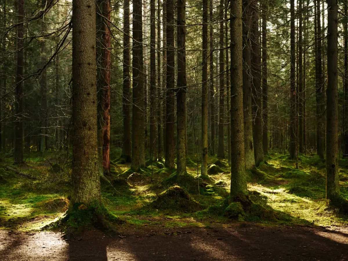 Quali sono le foreste più estese della Terra