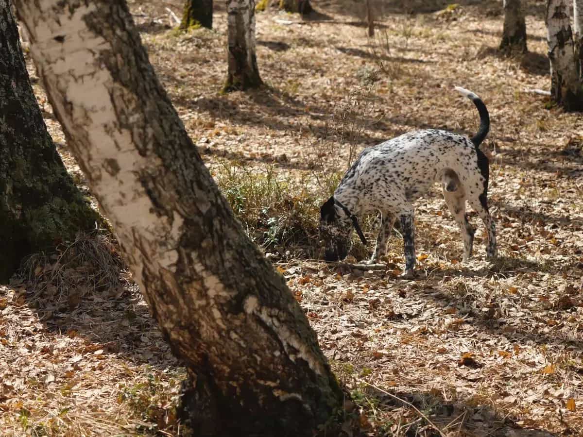 Cani da tartufo, così aiutano la scienza