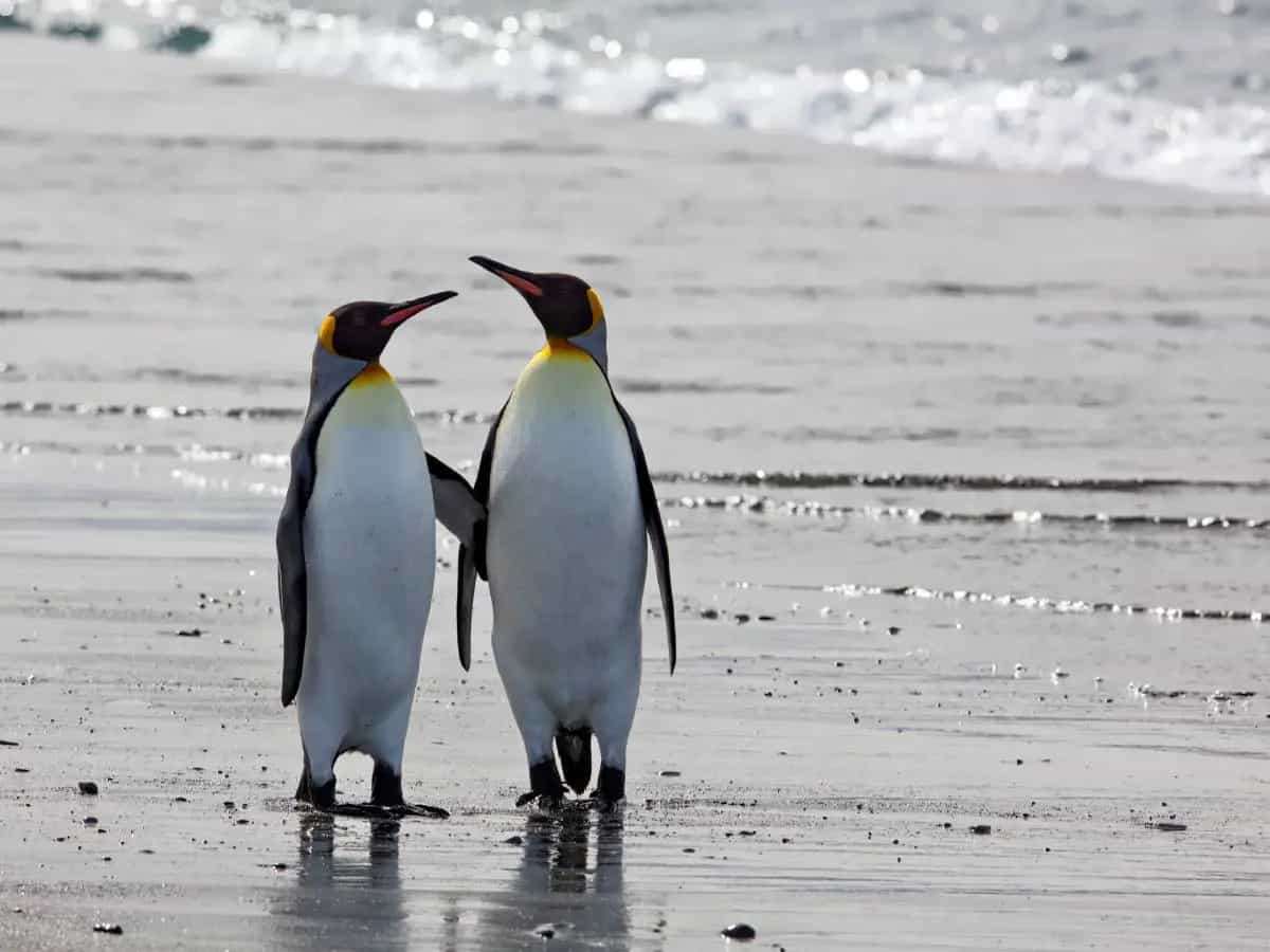 I pinguini imperatore sono a rischio estinzione