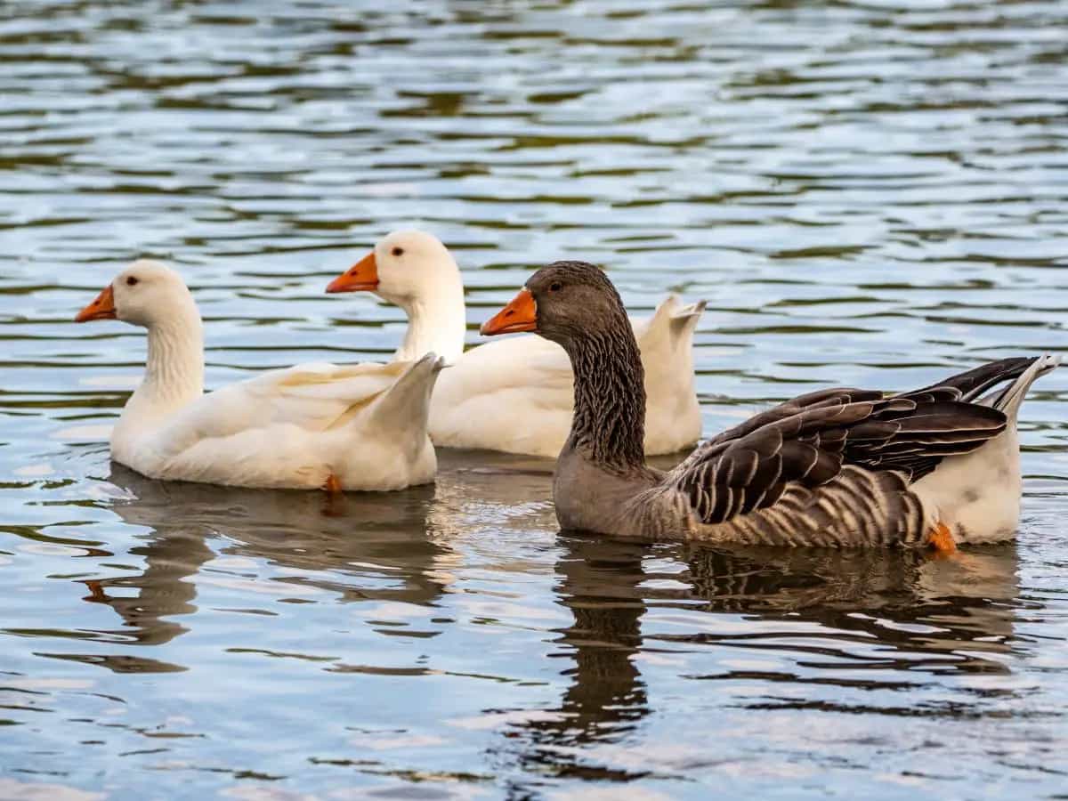 Anatra e oca, qual è la differenza