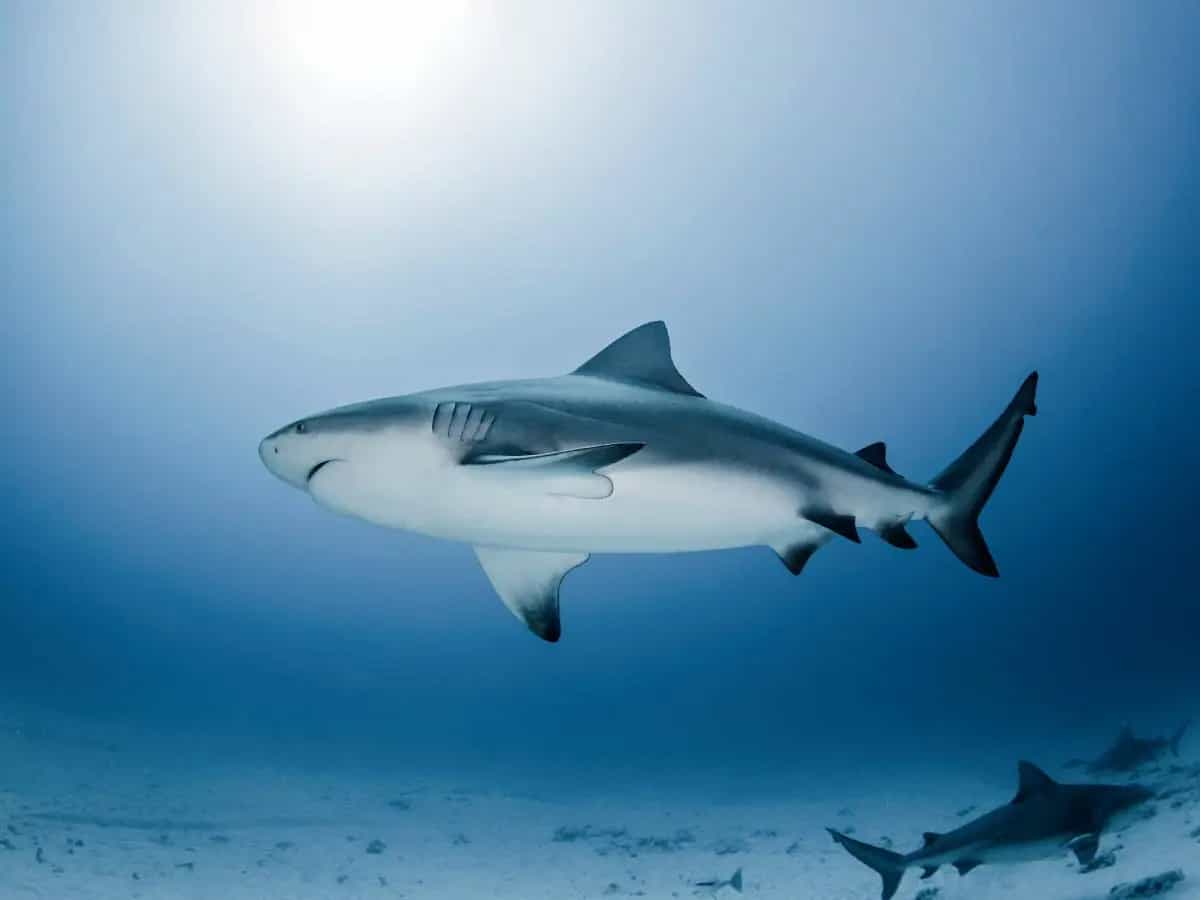 Predatori marini, le acque troppo calde sono una minaccia mortale