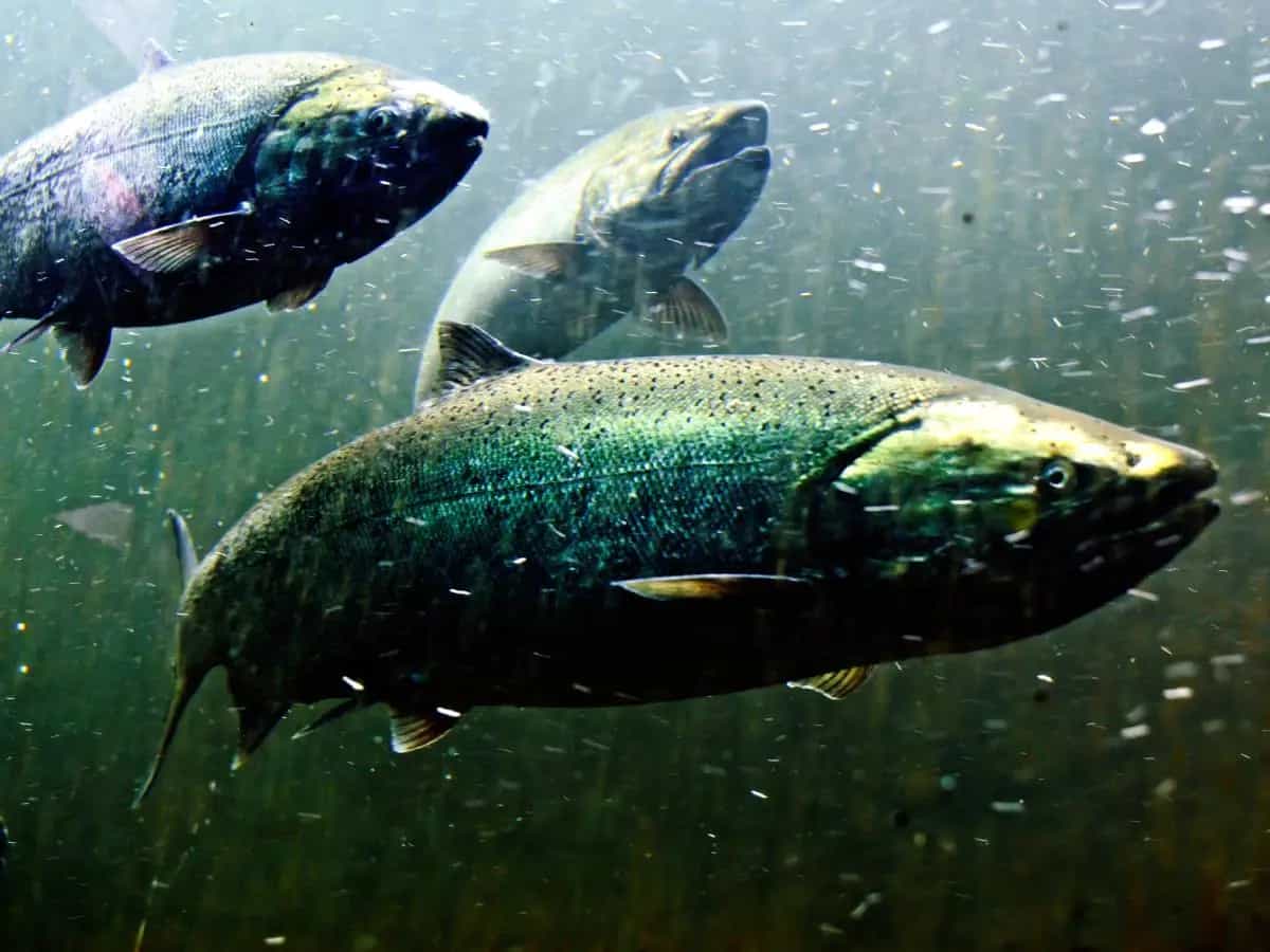 Salmone dell’Alaska a rischio, come il clima sta cambiando fiumi e pesca