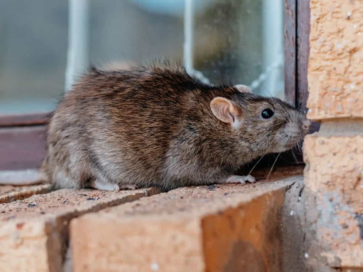 Quali malattie possono trasmettere i topi, rischi e prevenzione
