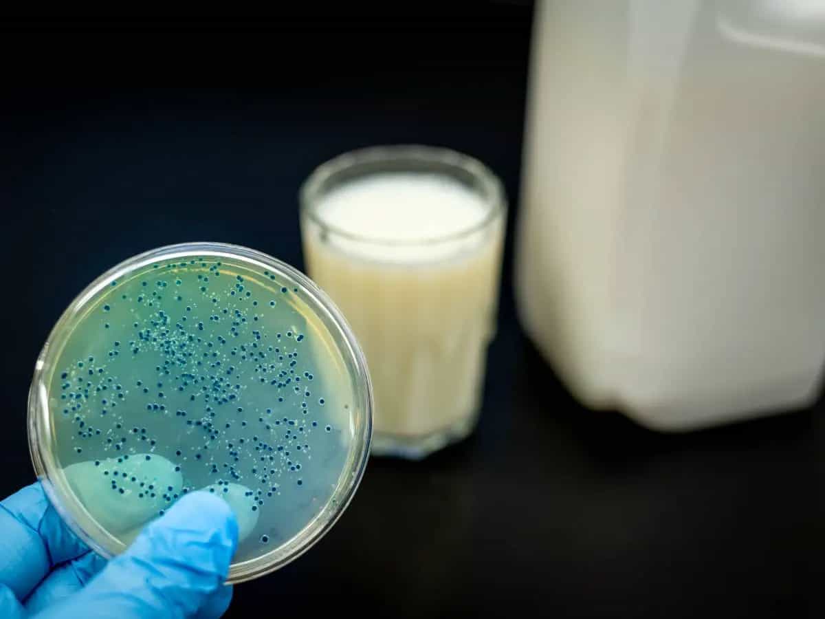 Differenza tra fermenti lattici e probiotici, cosa cambia davvero