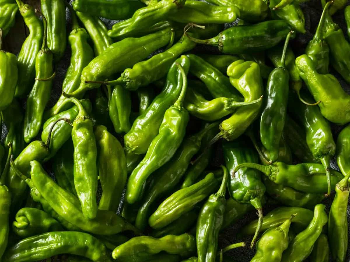 Friggitelli, proprietà, benefici e come cucinarli senza errori