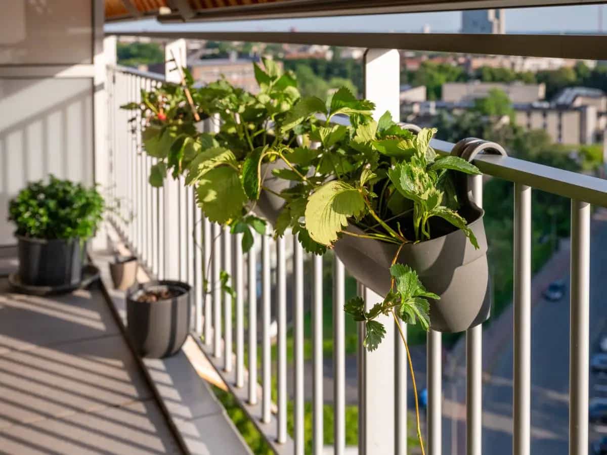 Piante da balcone contro il caldo, quali scegliere per rinfrescare casa