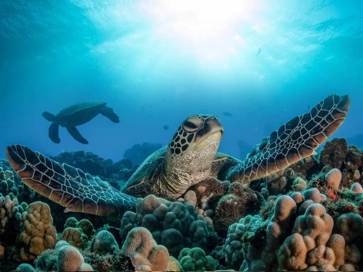 Tartarughe marine, il database del DNA che aiuta a proteggerle