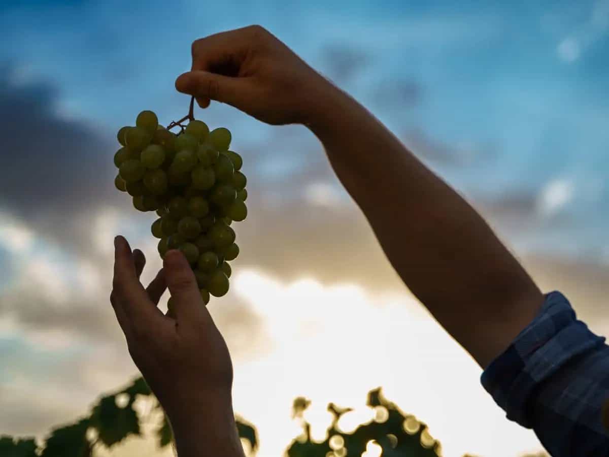 Le frasi più belle sulla vendemmia