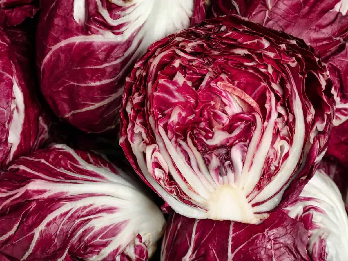Radicchio precoce e tardivo, differenze, periodo e come usarli in cucina