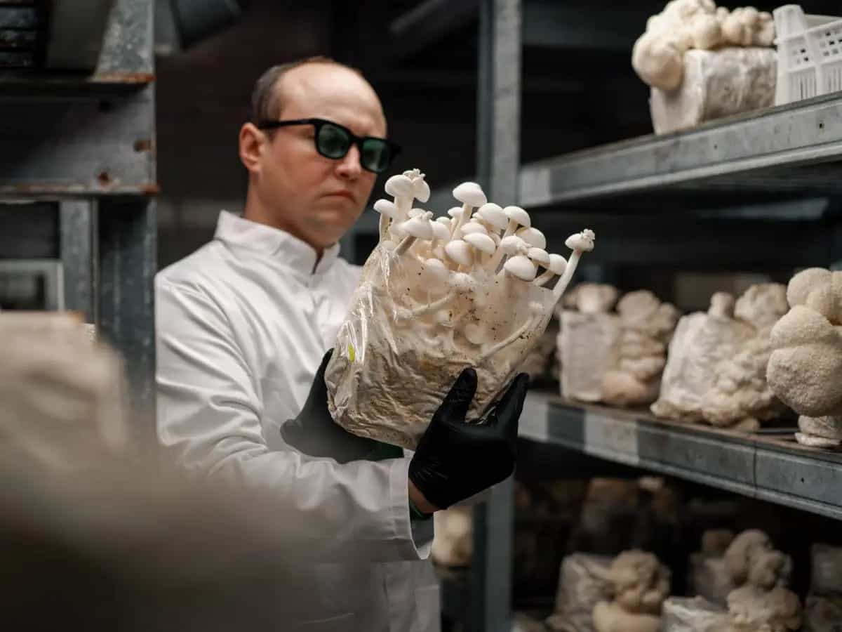 Funghi raccolti, cos’è il controllo micologico e dove farlo