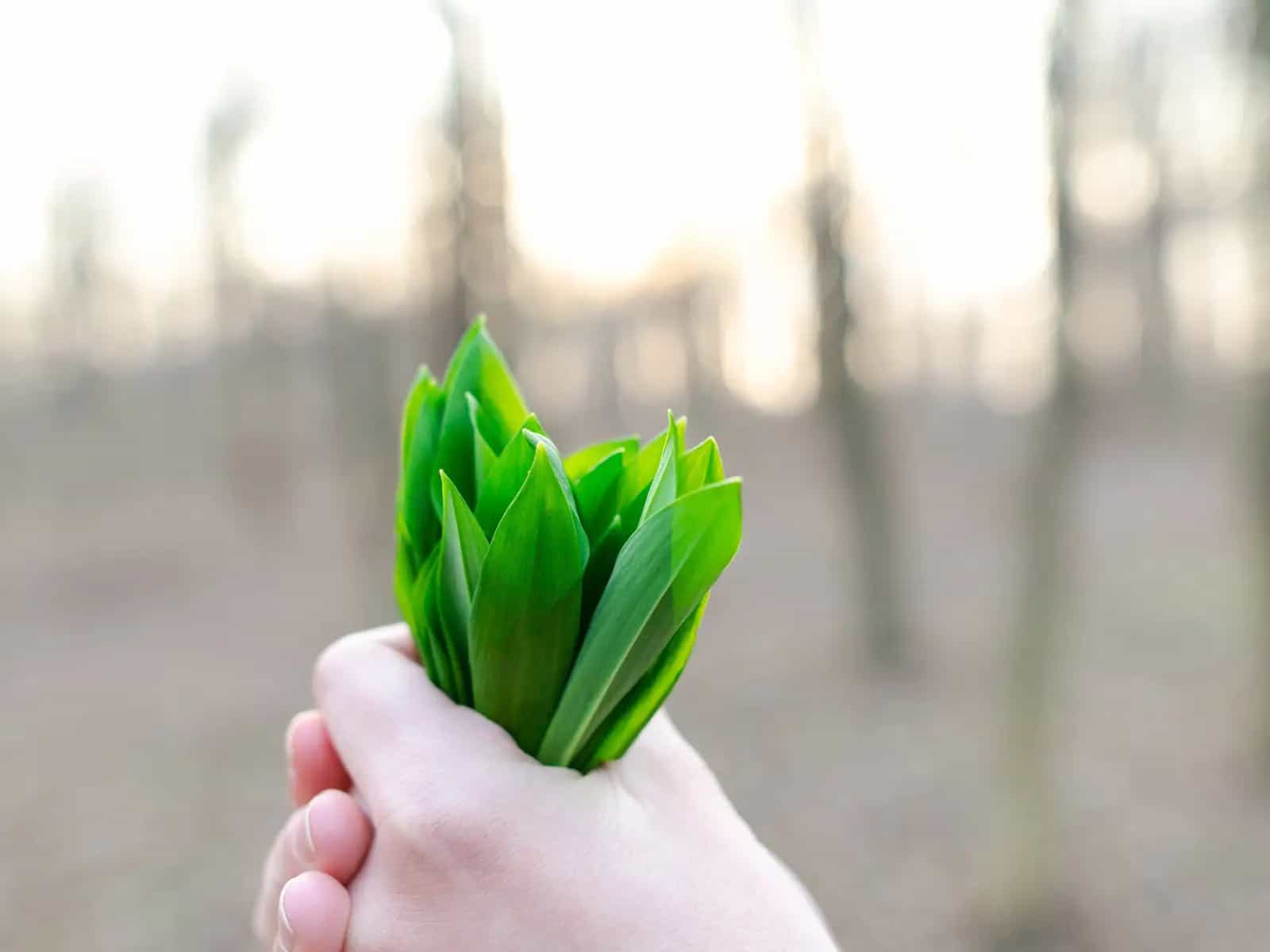Quattro passi per diventare un 'Novice Forager'