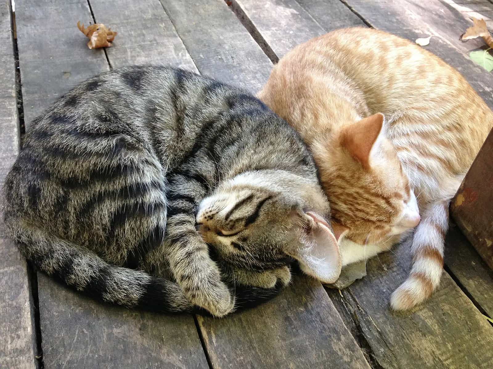 Come i gatti guariscono con le loro fusa