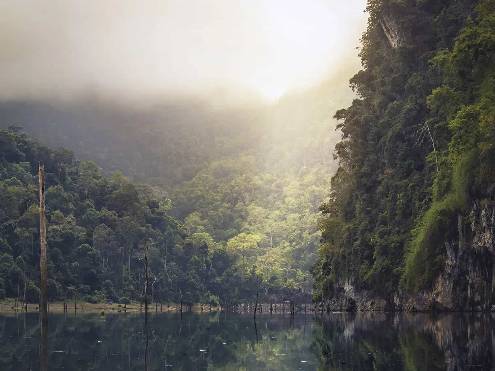 Cocaina e deforestazione: le foreste del centro america nel mirino