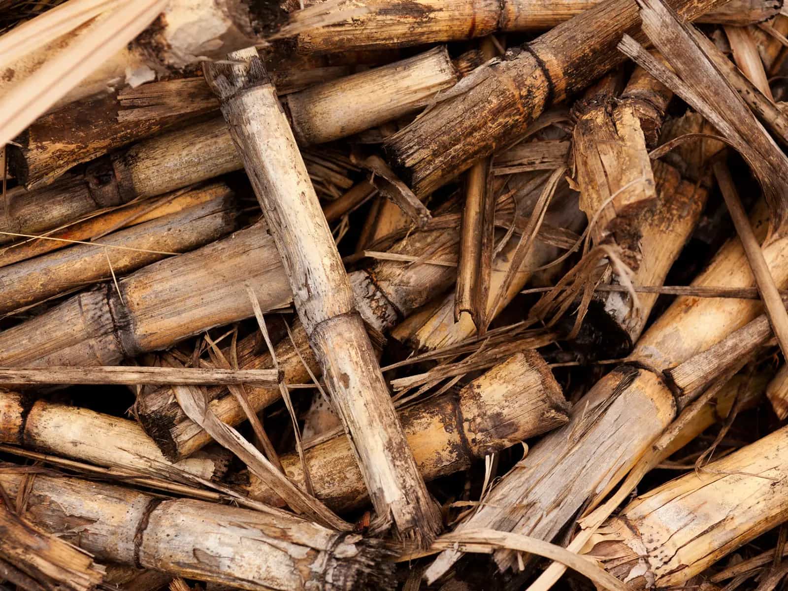Canna da zucchero Ogm, prima autorizzazione in Brasile