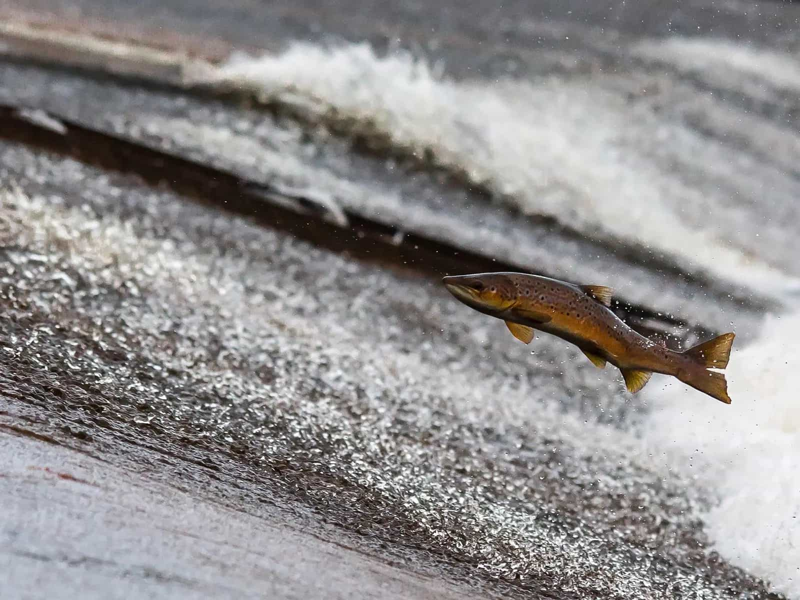 Il primo salmone geneticamente modificato sul mercato Canadese