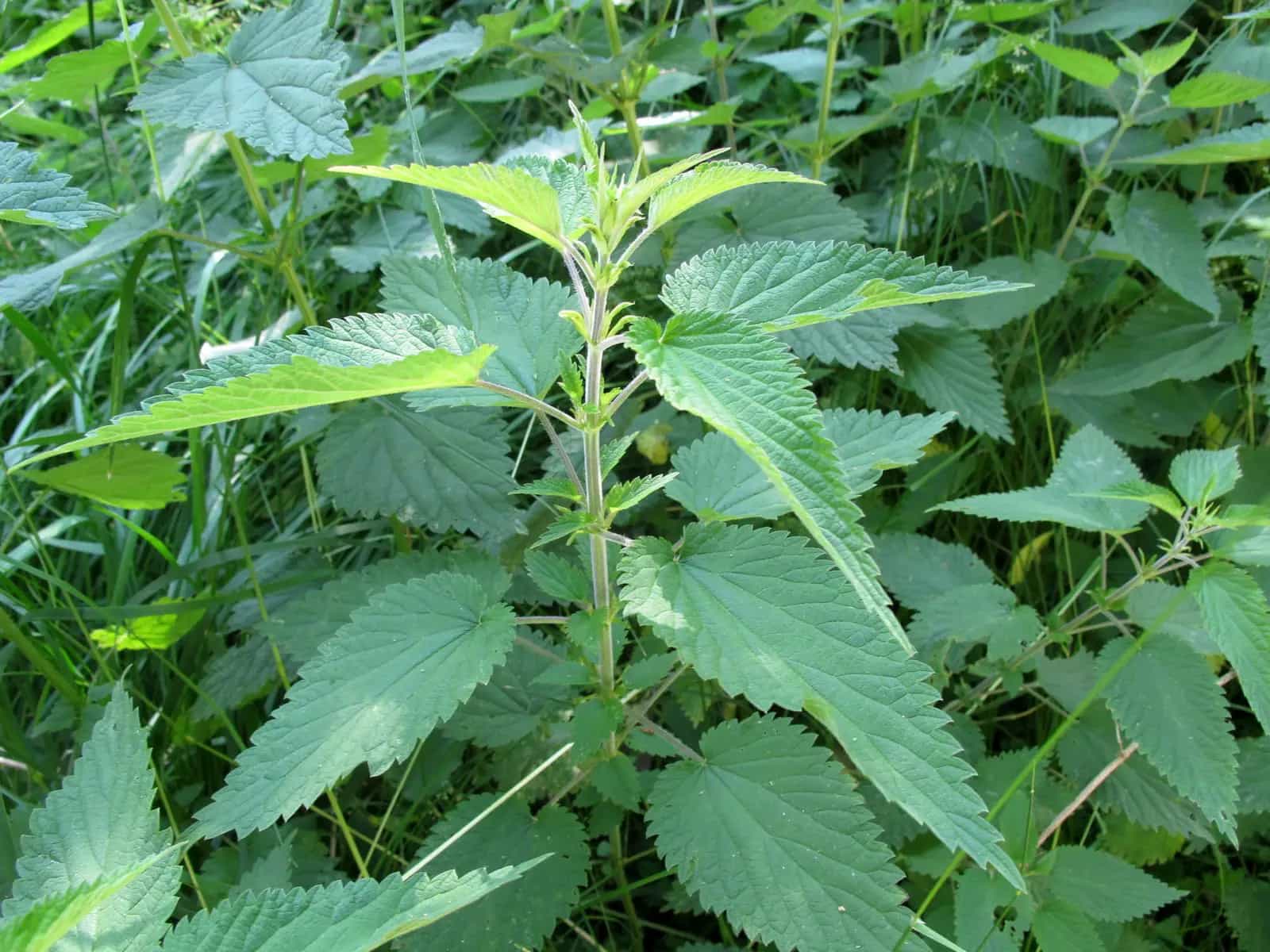 Fertilizzanti naturali fatti in casa: il macerato di ortica
