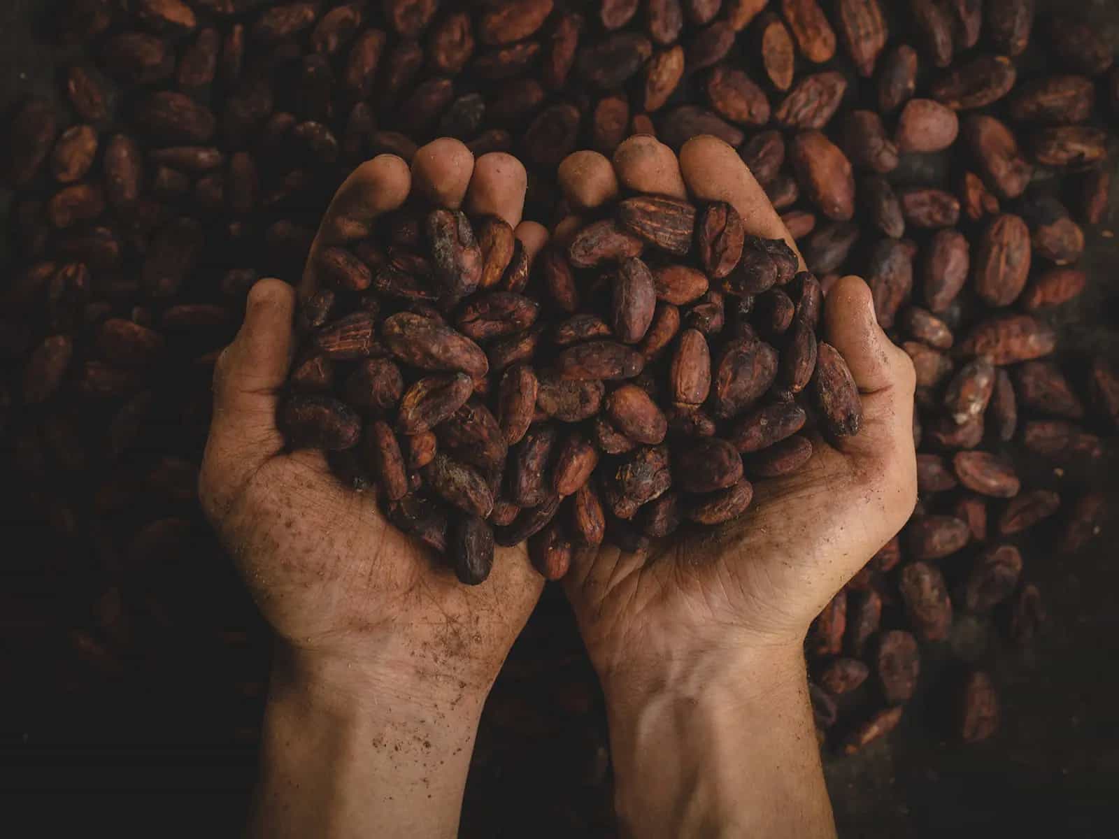 L’industria del cioccolato e la deforestazione in Costa d’avorio