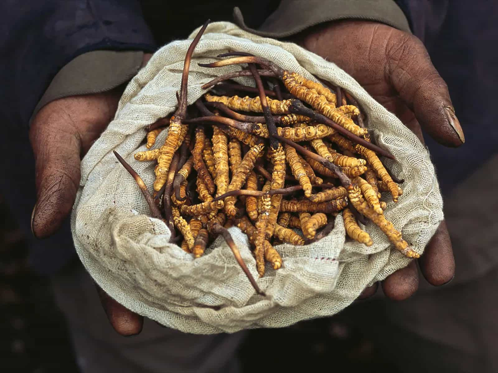 Yartsa gunbu: l'afrodisiaco fungo tesoro del Tibet