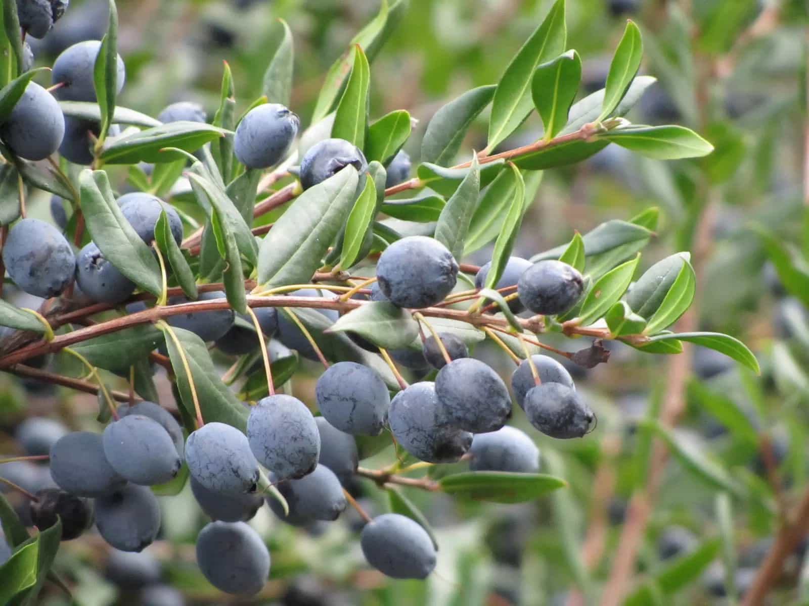 Mirto, il frutto simbolo di potere e amore su cui sorse Roma