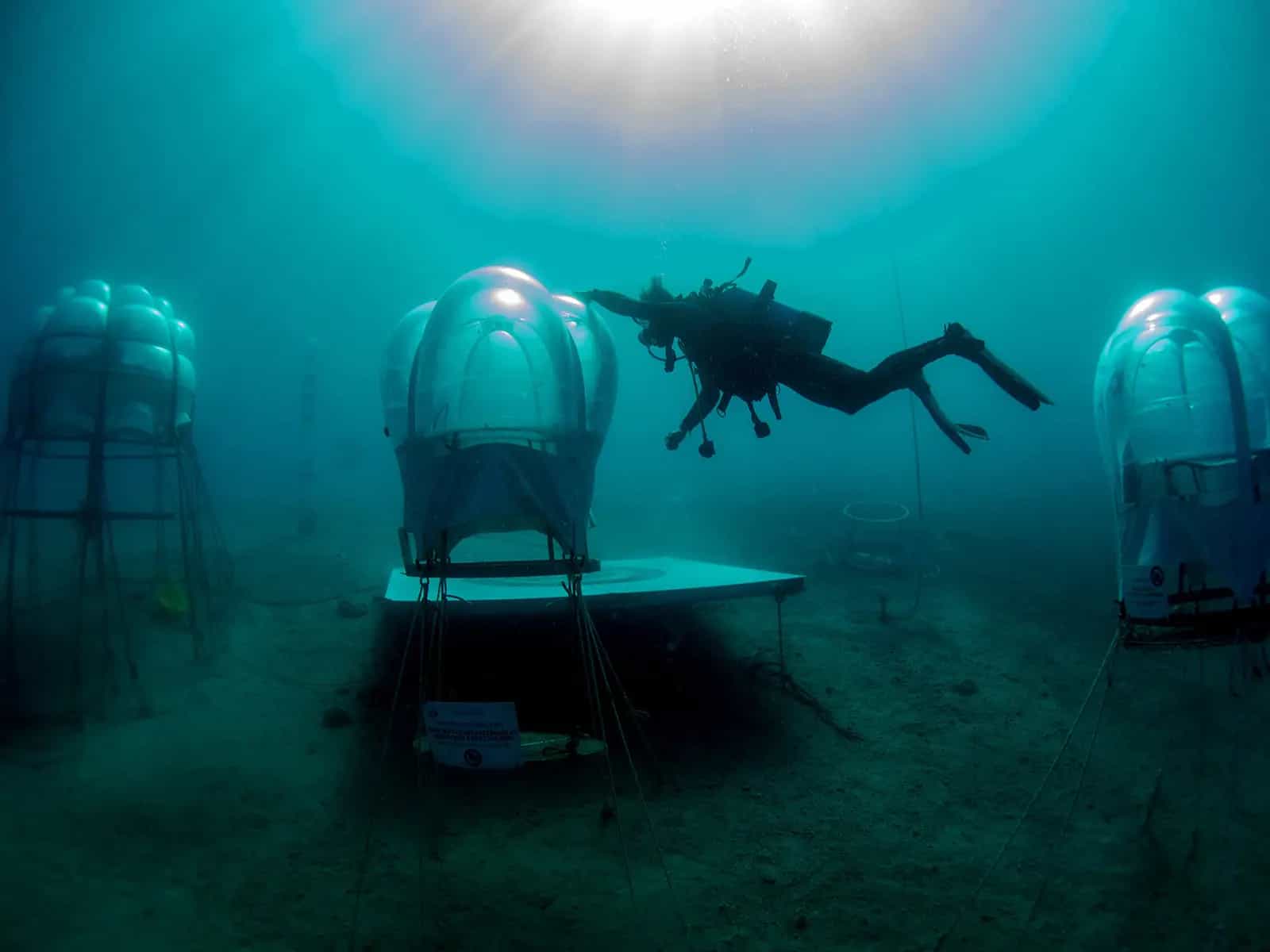 Nemo's garden, l'orto subacqueo a pochi chilometri da Genova