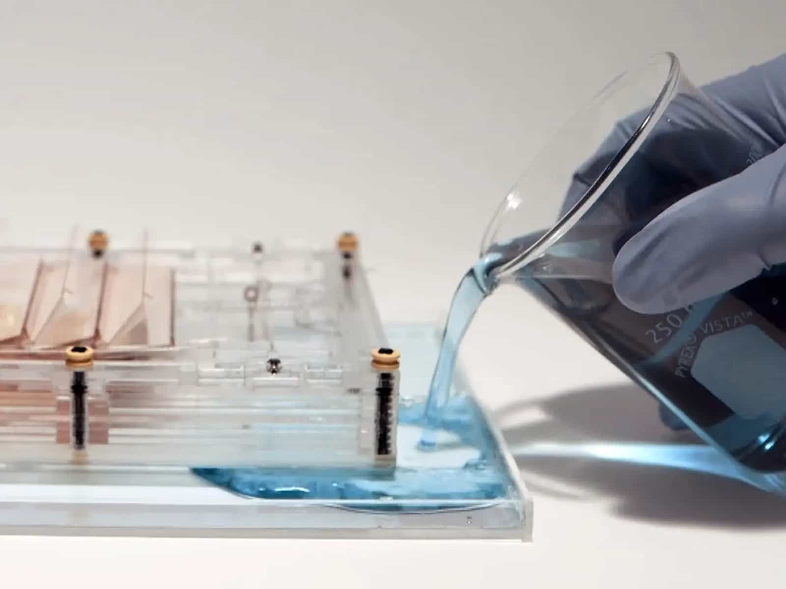 Motore a Evaporazione: elettricità pulita grazie ad una spora