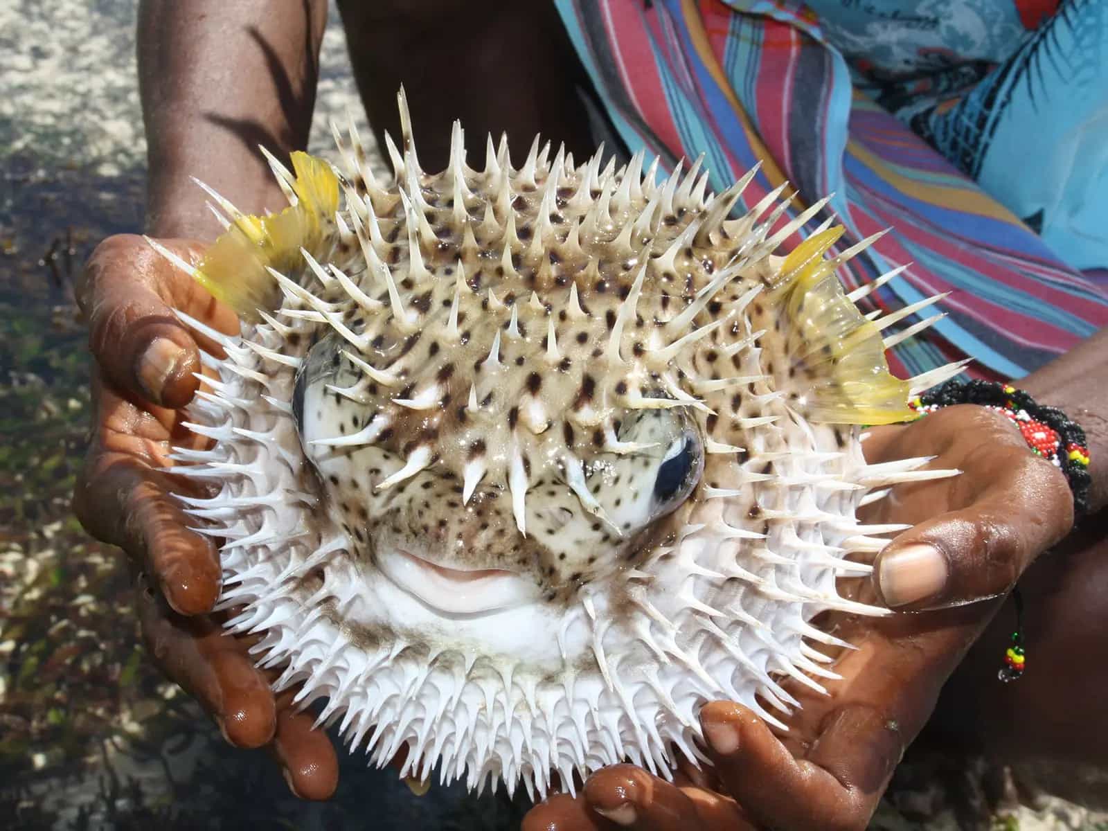 Gli animali che stanno invadendo il Mediterraneo
