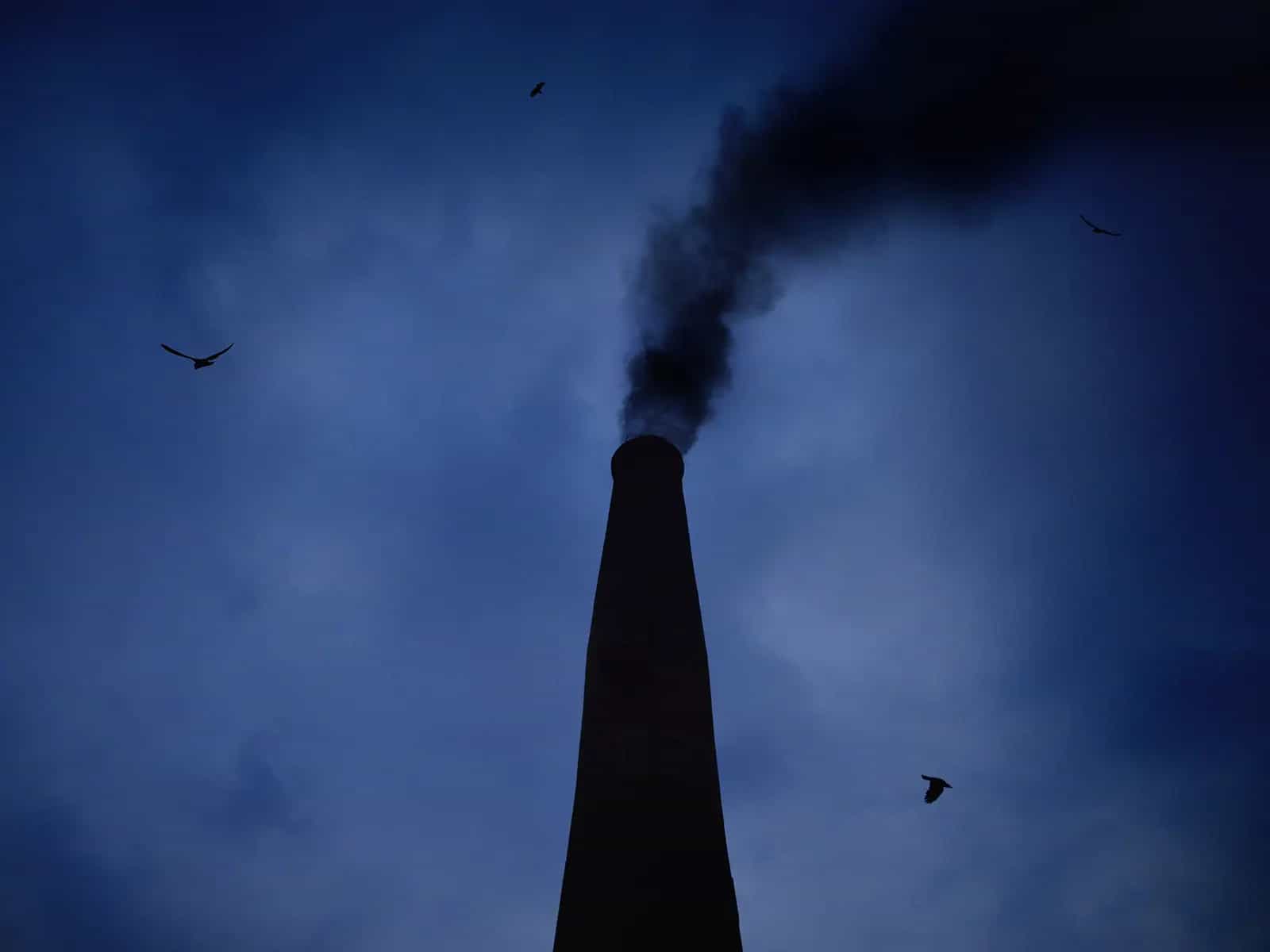 Cosa ci dicono le ali degli uccelli sull’inquinamento?