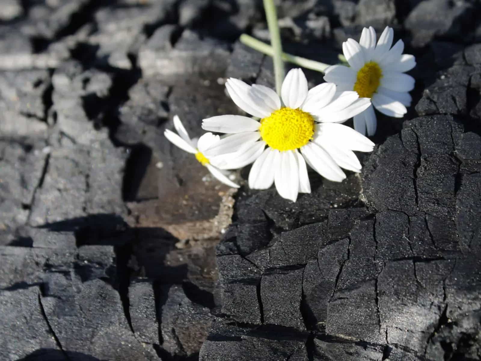 L Italia fuori dal carbone entro il 2025 un possibilita concreta