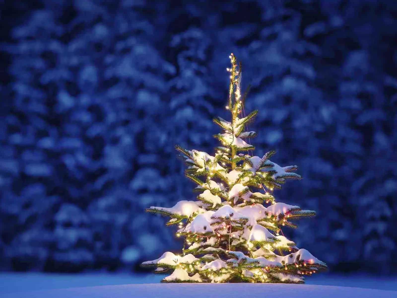 Albero di Natale biologico come e perche sceglierlo