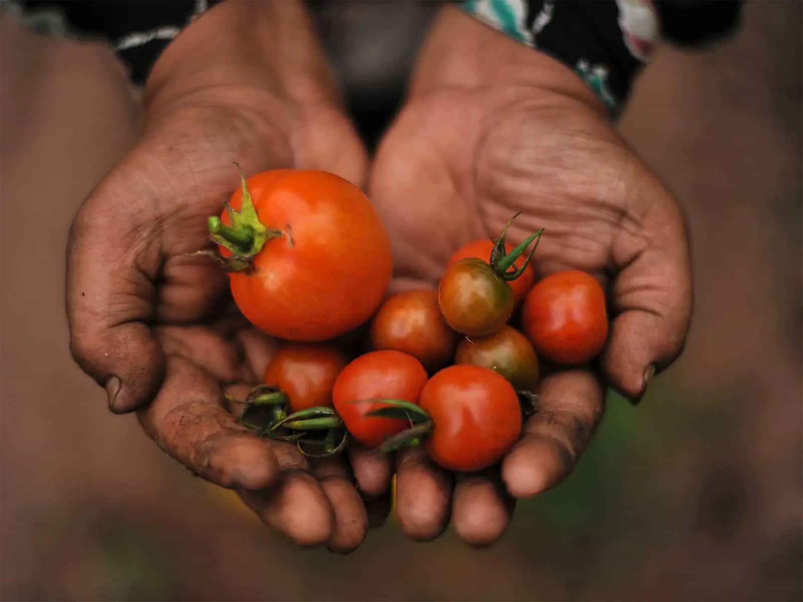 Agricoltura rigenerativa, il segreto per un futuro sostenibile