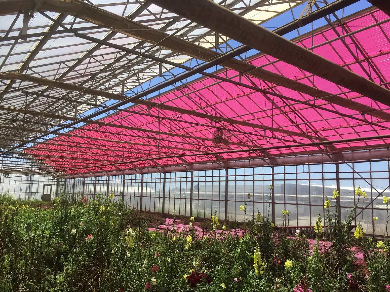 Serre color magenta autosufficienti: crescita più veloce e energia pulita