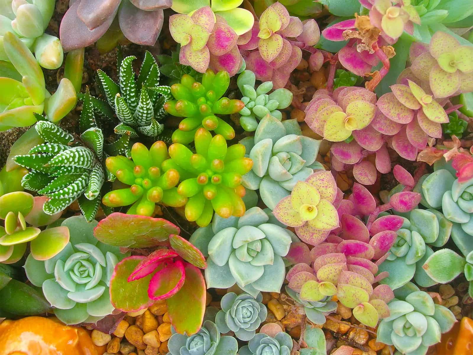 Cactus e piante grasse come curarle in inverno