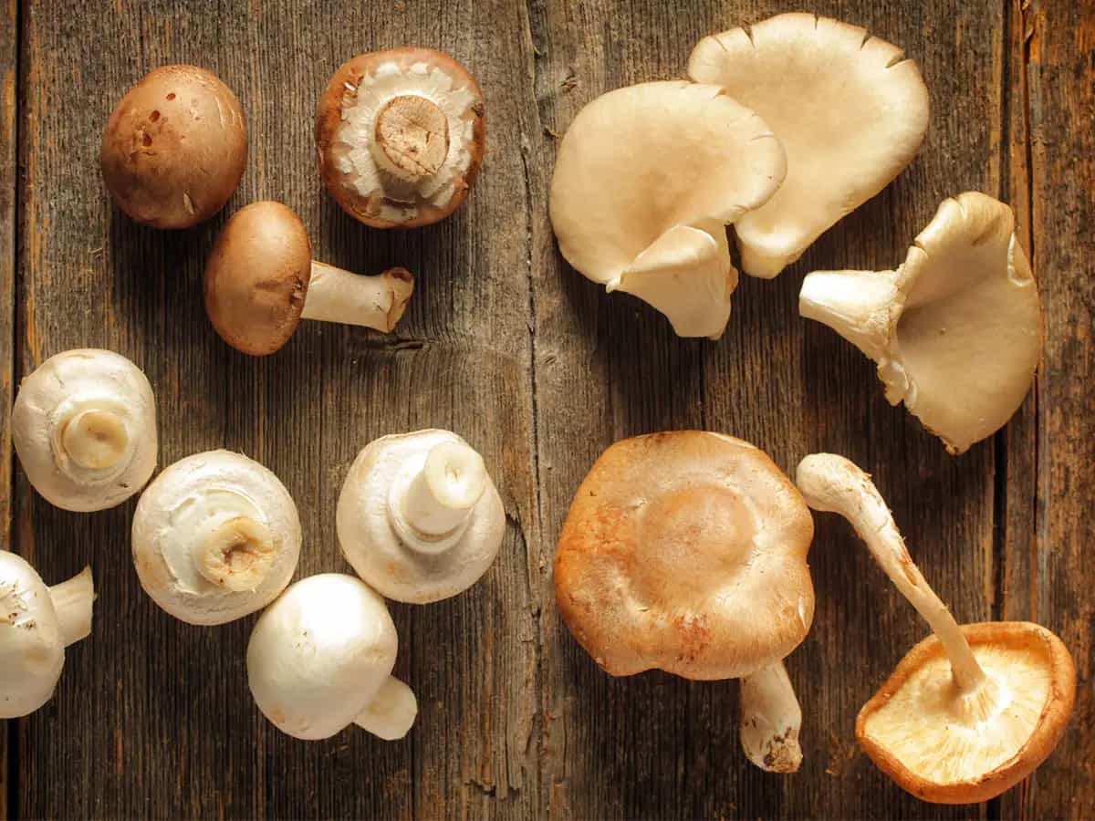 Coltivare i funghi in casa