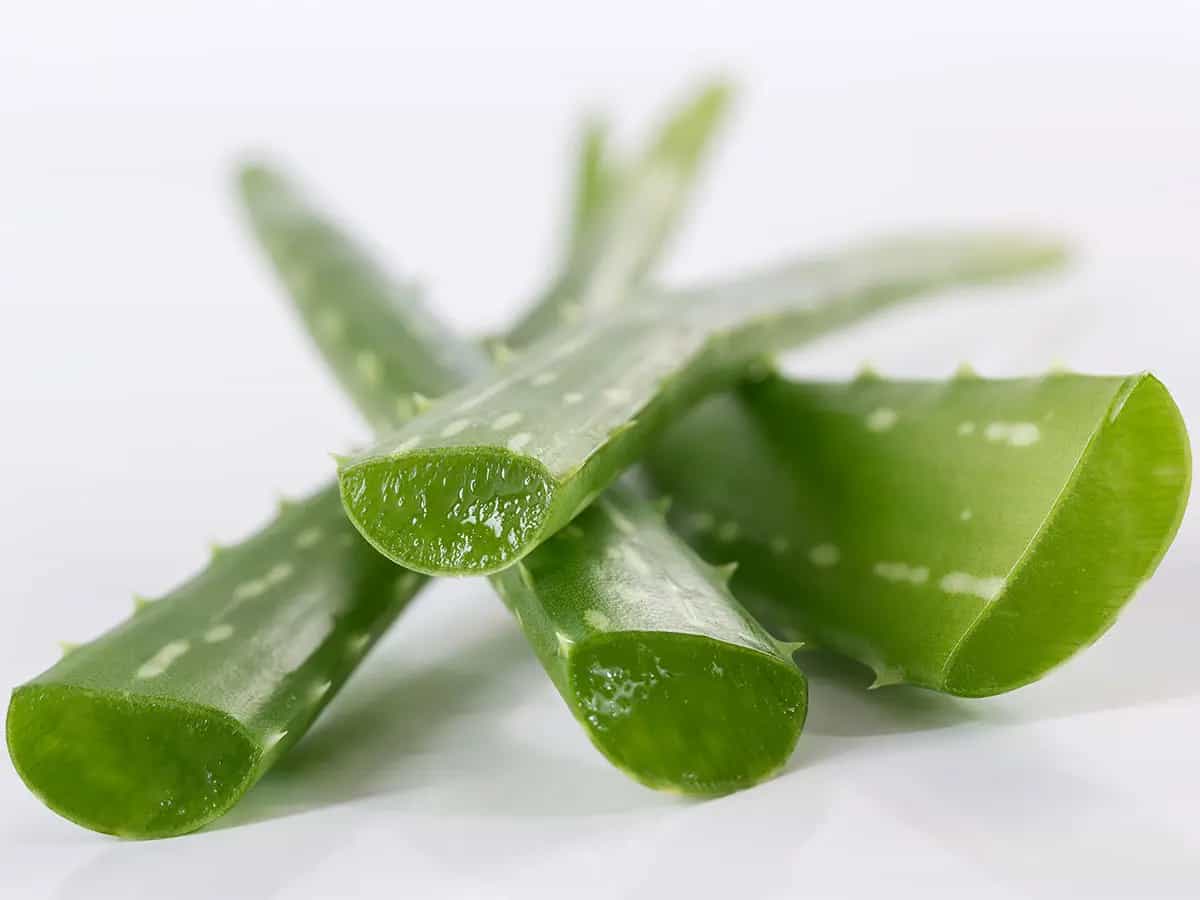 Coltivare Aloe vera